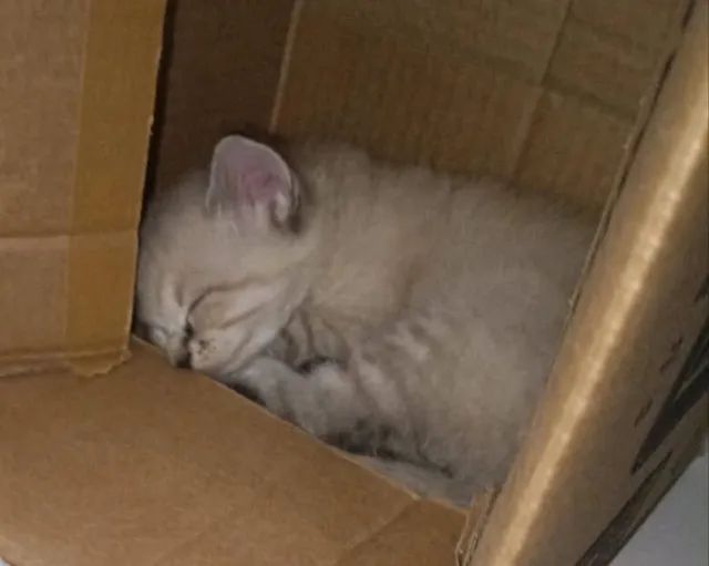 Gato para adoção responsável  - Foto 4