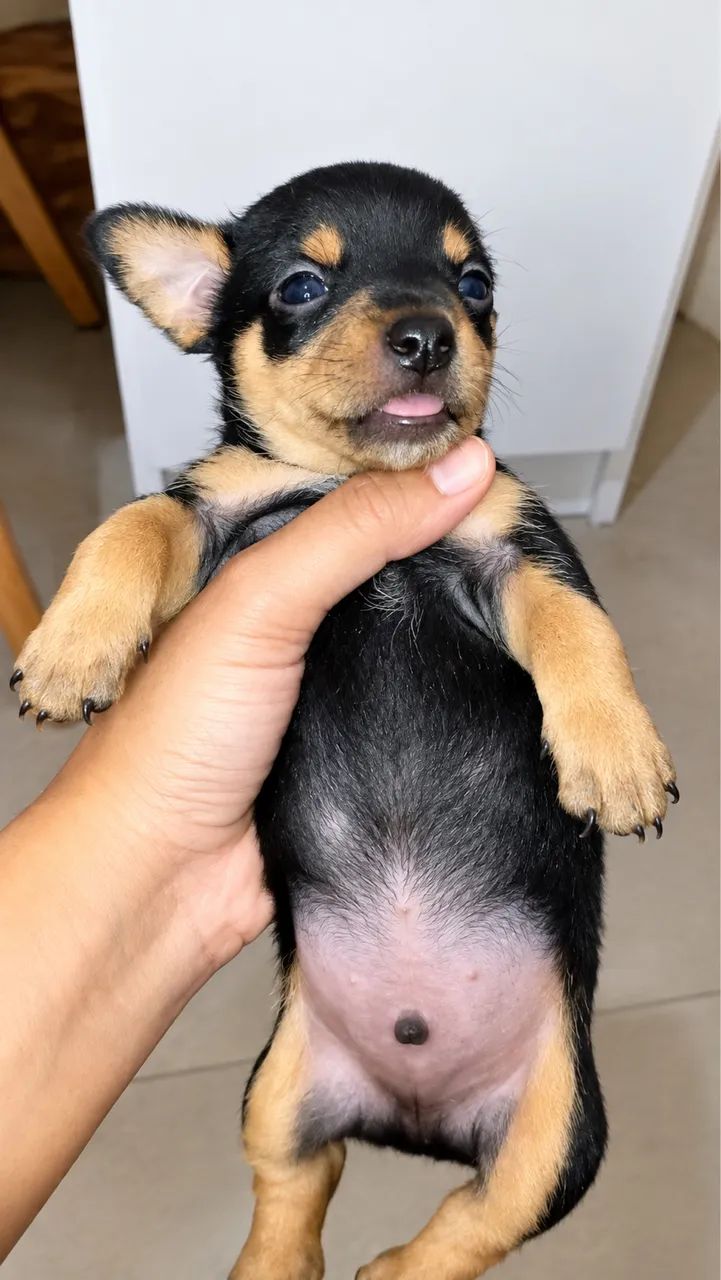 Filhote Pinscher macho 