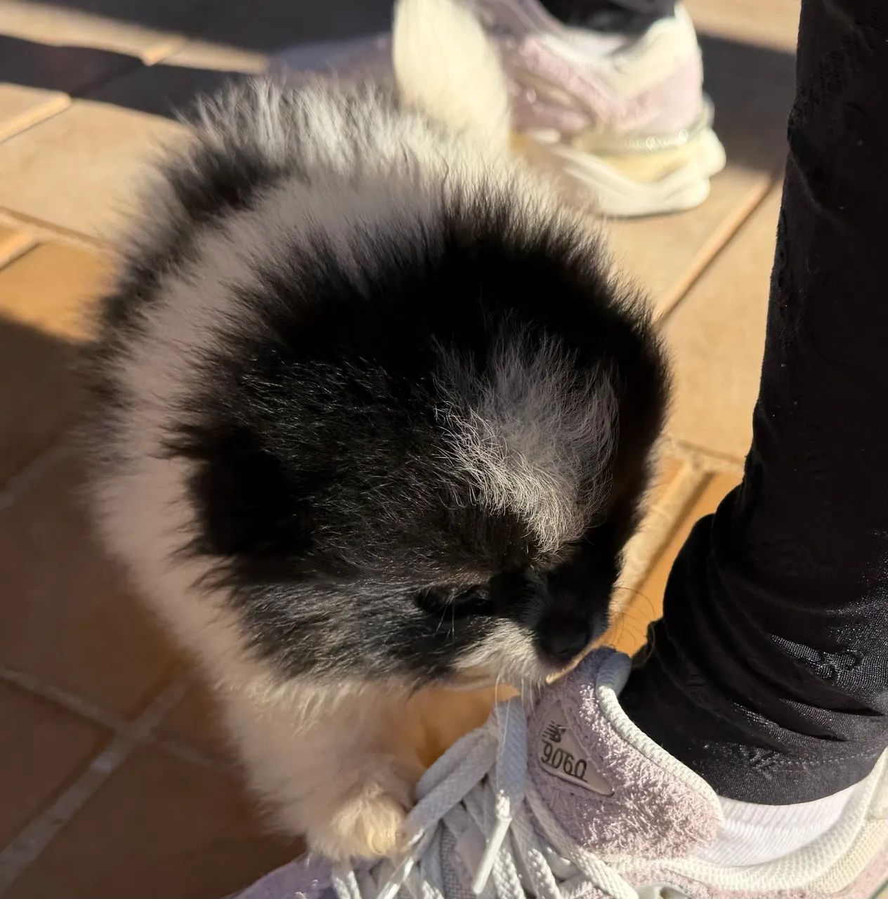 Spitz alemão 