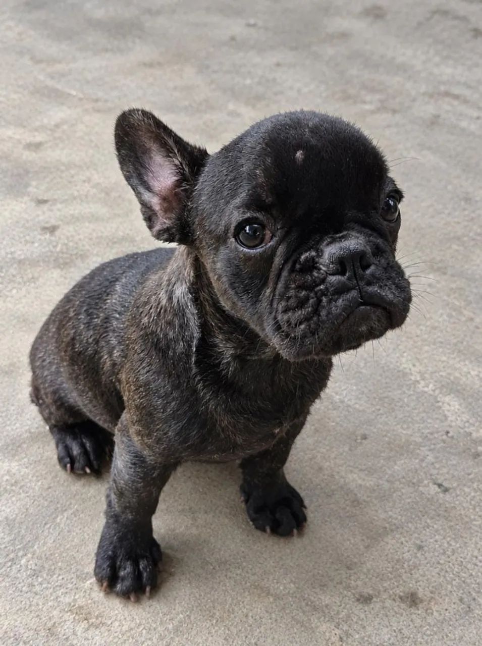 Buldogue 