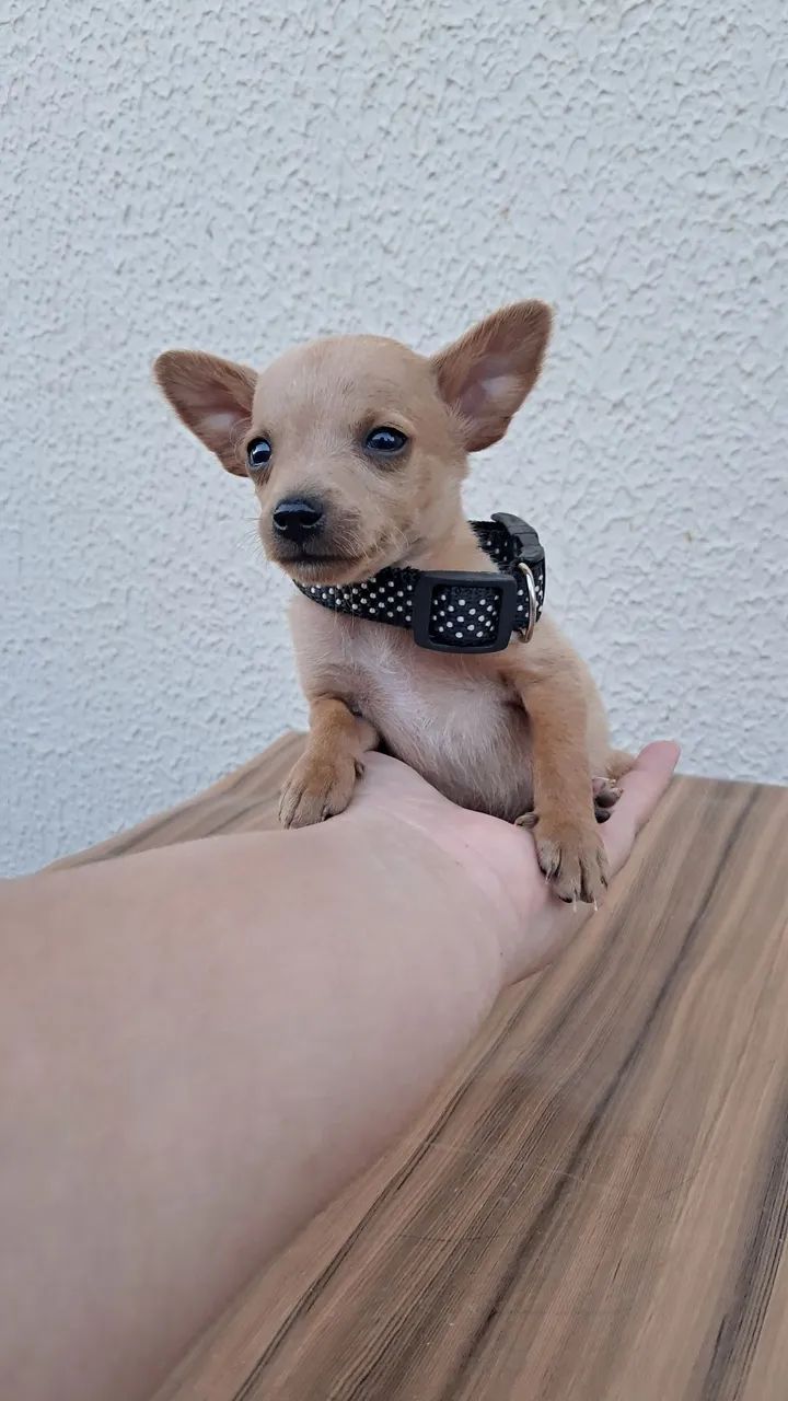 Pinscher n°1 - Foto 4