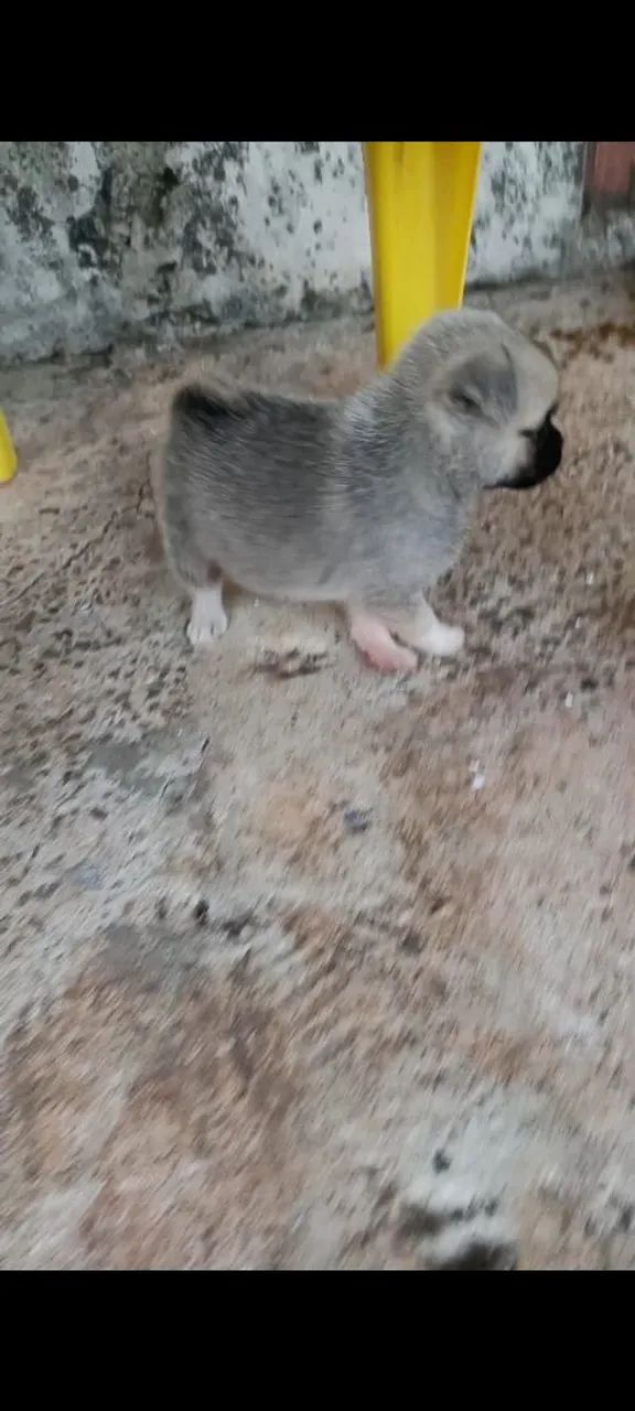 Pug - Foto 3