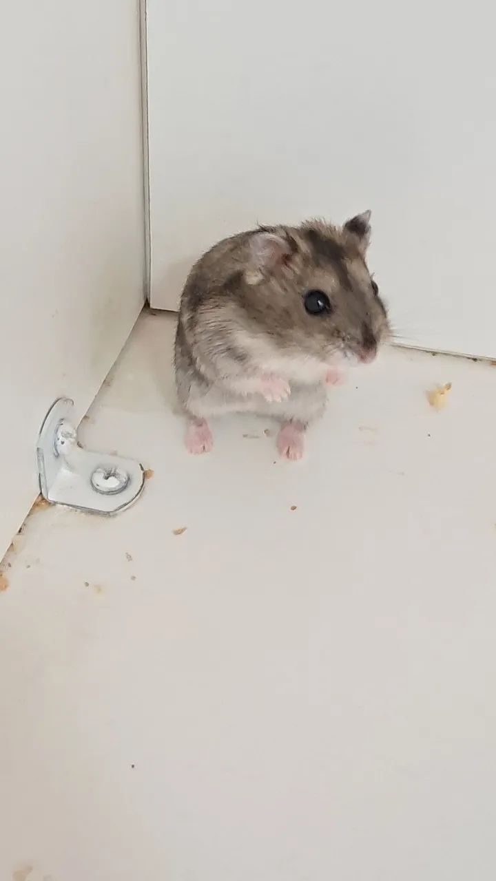 Hamster Anão fofo - Foto 6