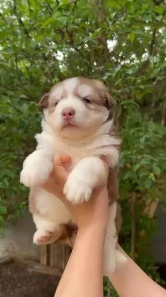 Husky siberiano filhotes 