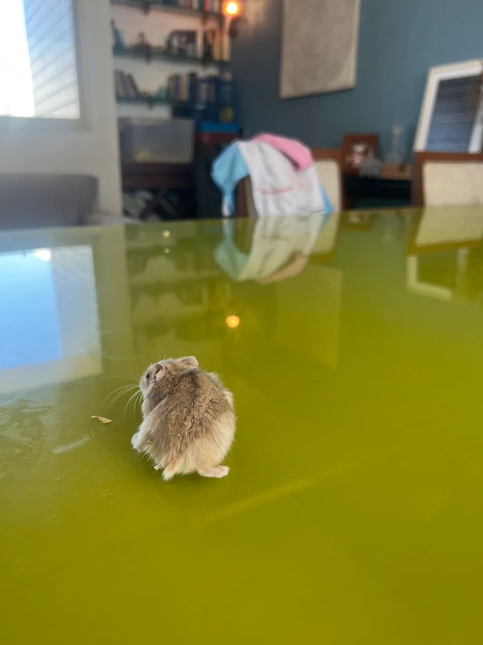 Hamster - Foto 3