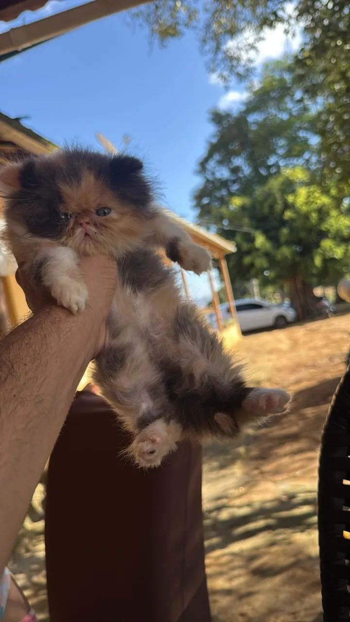 Gatinhas persa  - Foto 3