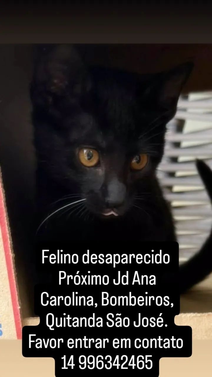 Procura-se Gatinho mimi - Foto 2