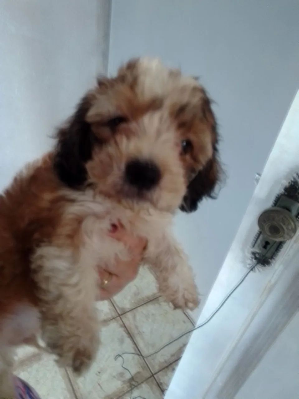 Poodle macho - Foto 2