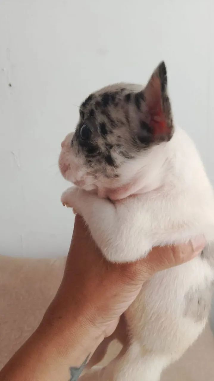 Bulldog francês merle - Foto 2