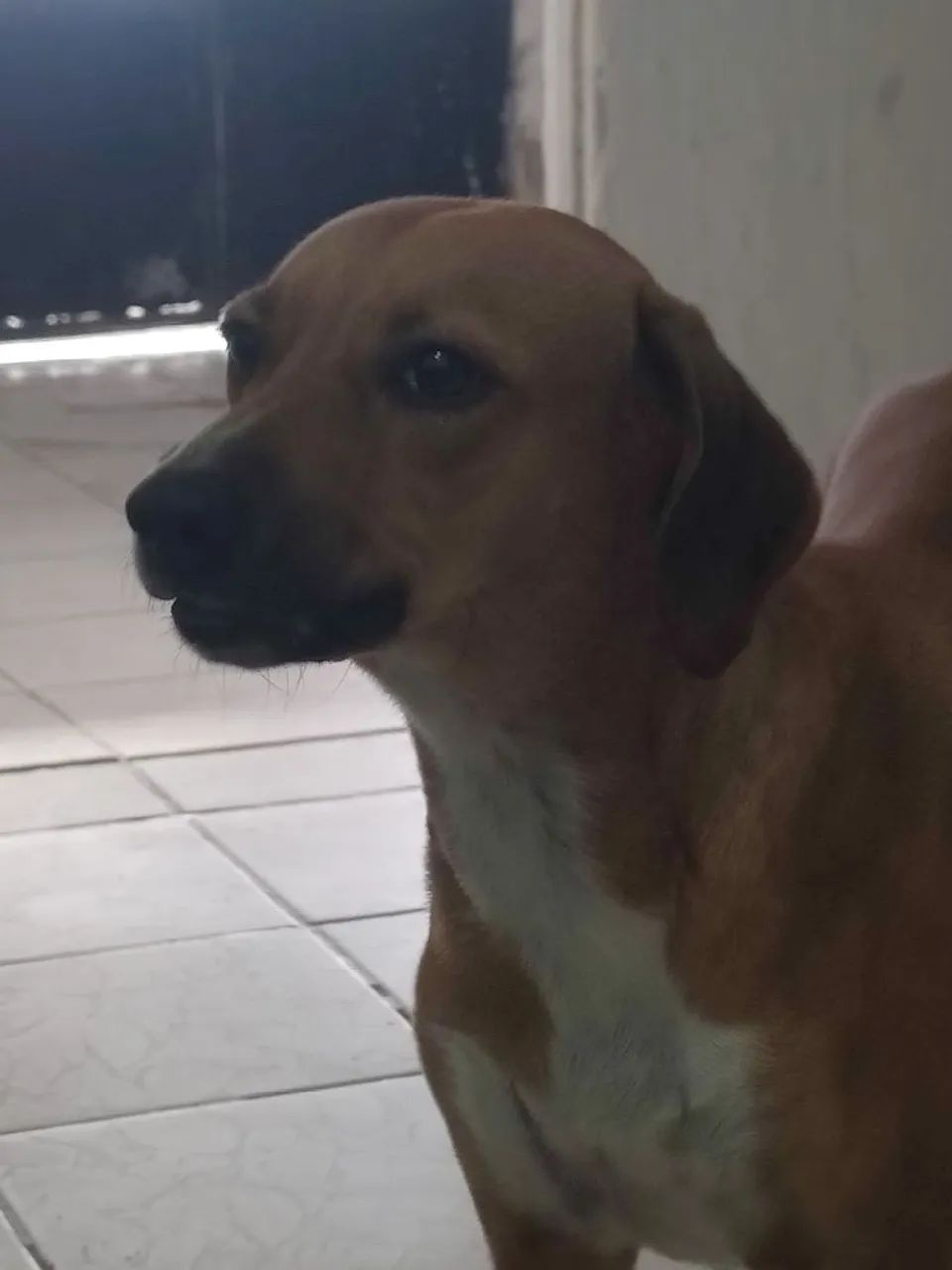 Doação de um cachorrinha  - Foto 4