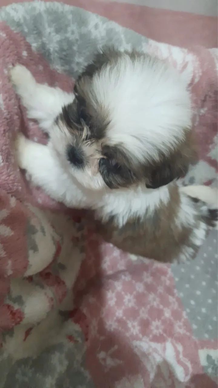 Filhotes de Shih Tzu Disponíveis 
