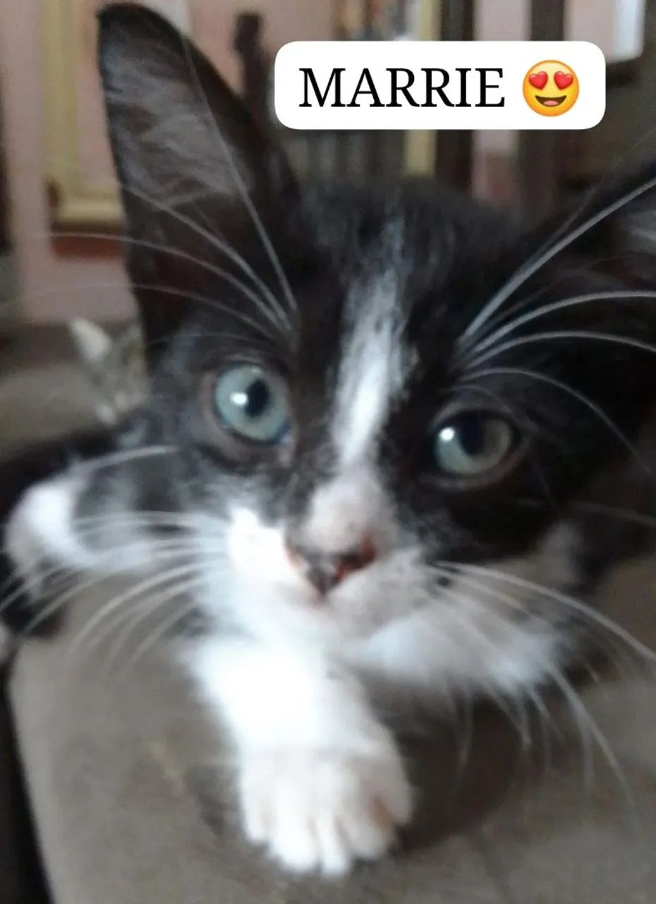 Marrye. Castração garantida. Adoção responsável 