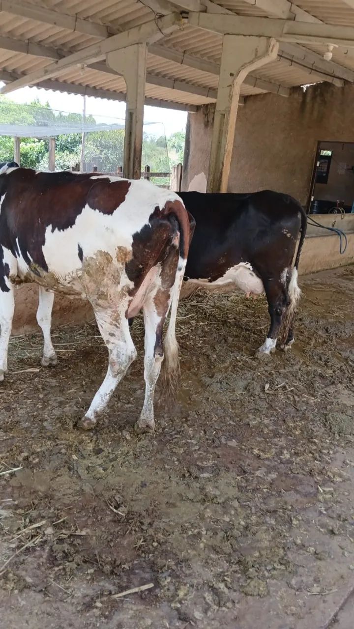 Venda de 6 Vacas, 1 Touro, 1 Bezerra + 1 Ordenhadeira Balde ao Pé Completa - Foto 4