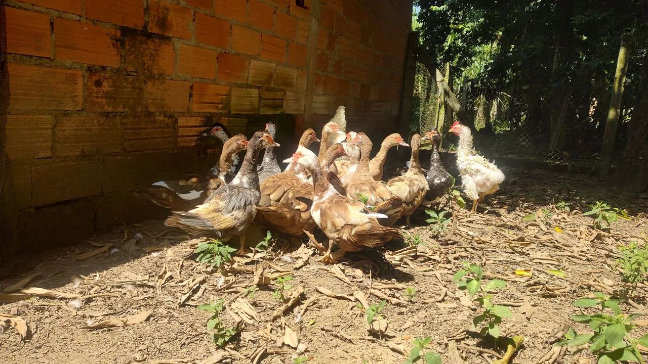 Vendo 8 Patas  - Foto 5