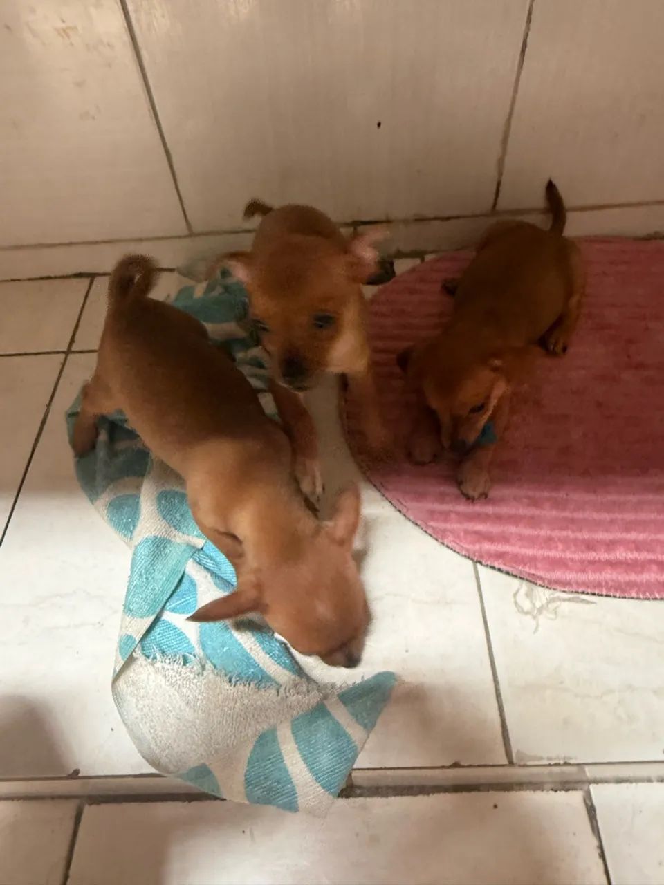 Animal - Foto 5