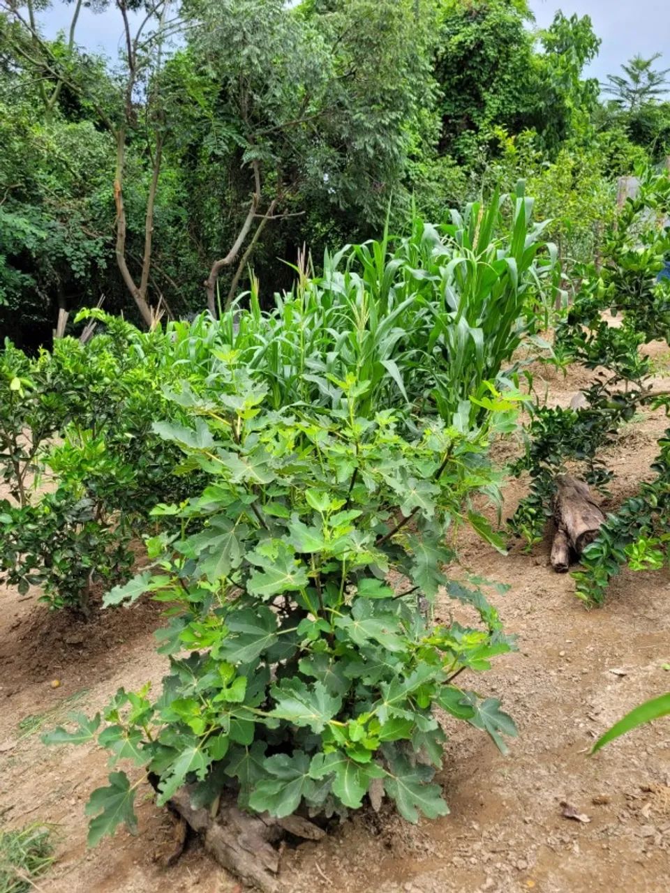 Chácara a Venda - Foto 4