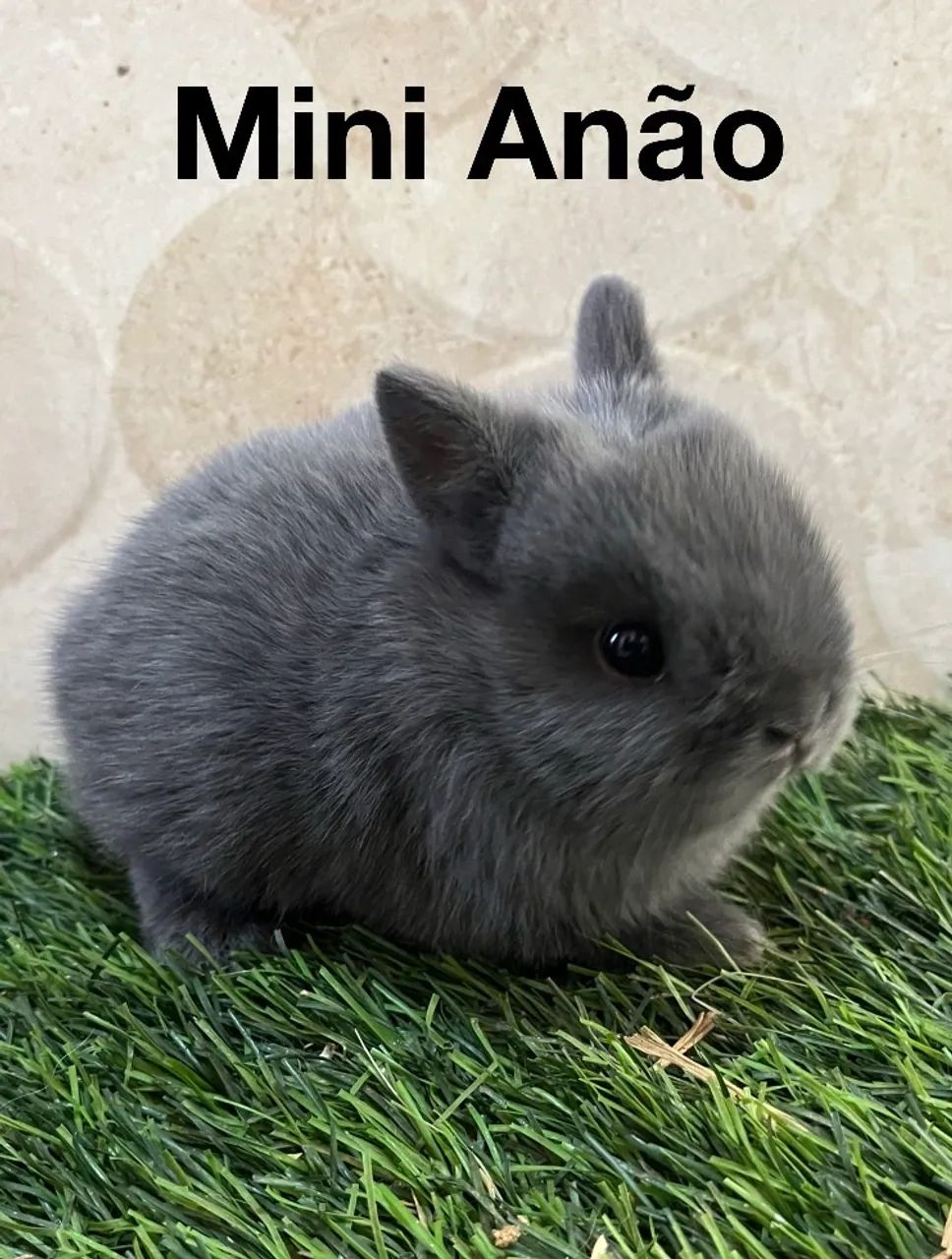 Coelhos Netherland Dwarf  - Foto 4
