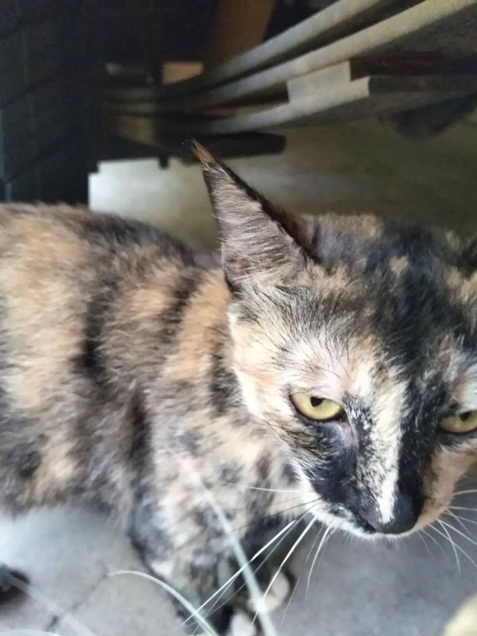 Doação responsável 2 gatinha castrada  - Foto 5