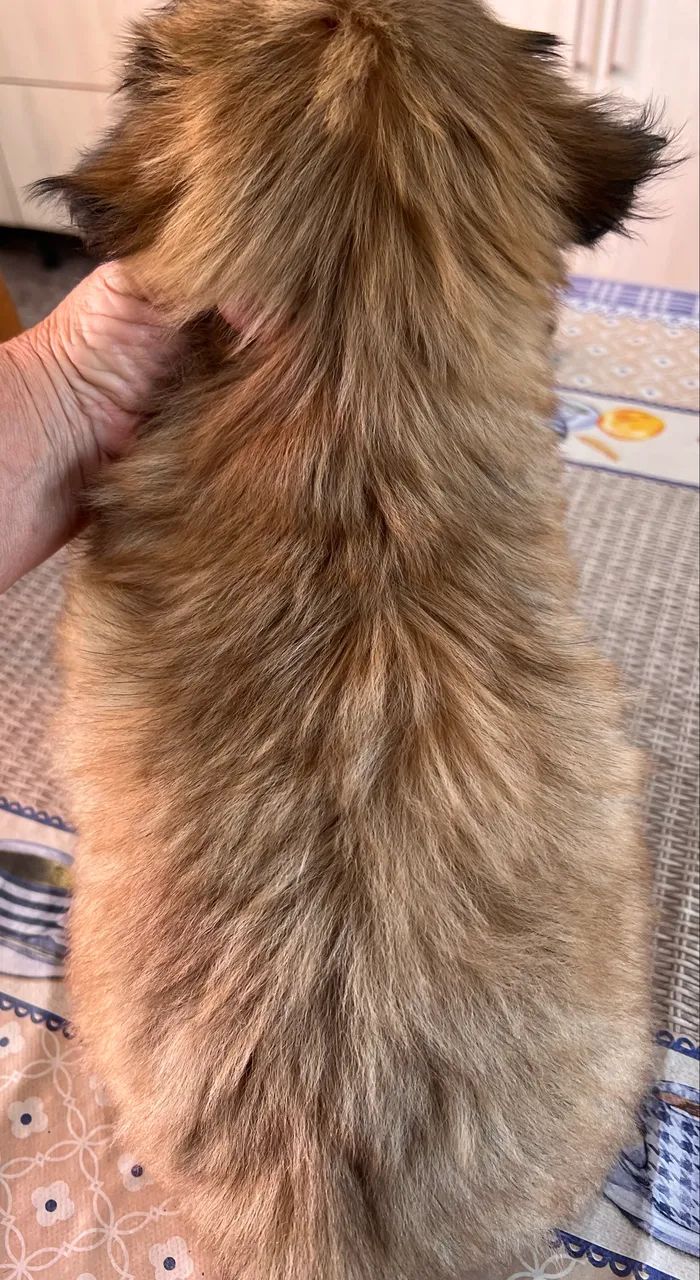 Aminal de estimação do - Foto 3