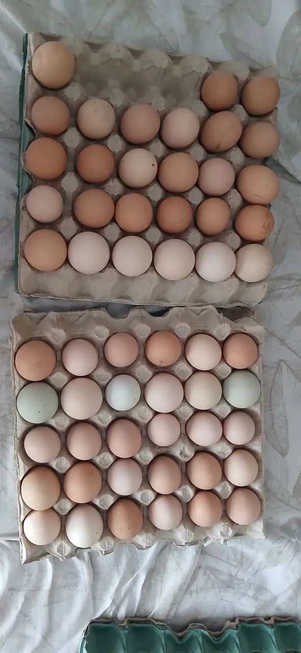 Ovos de galinha 