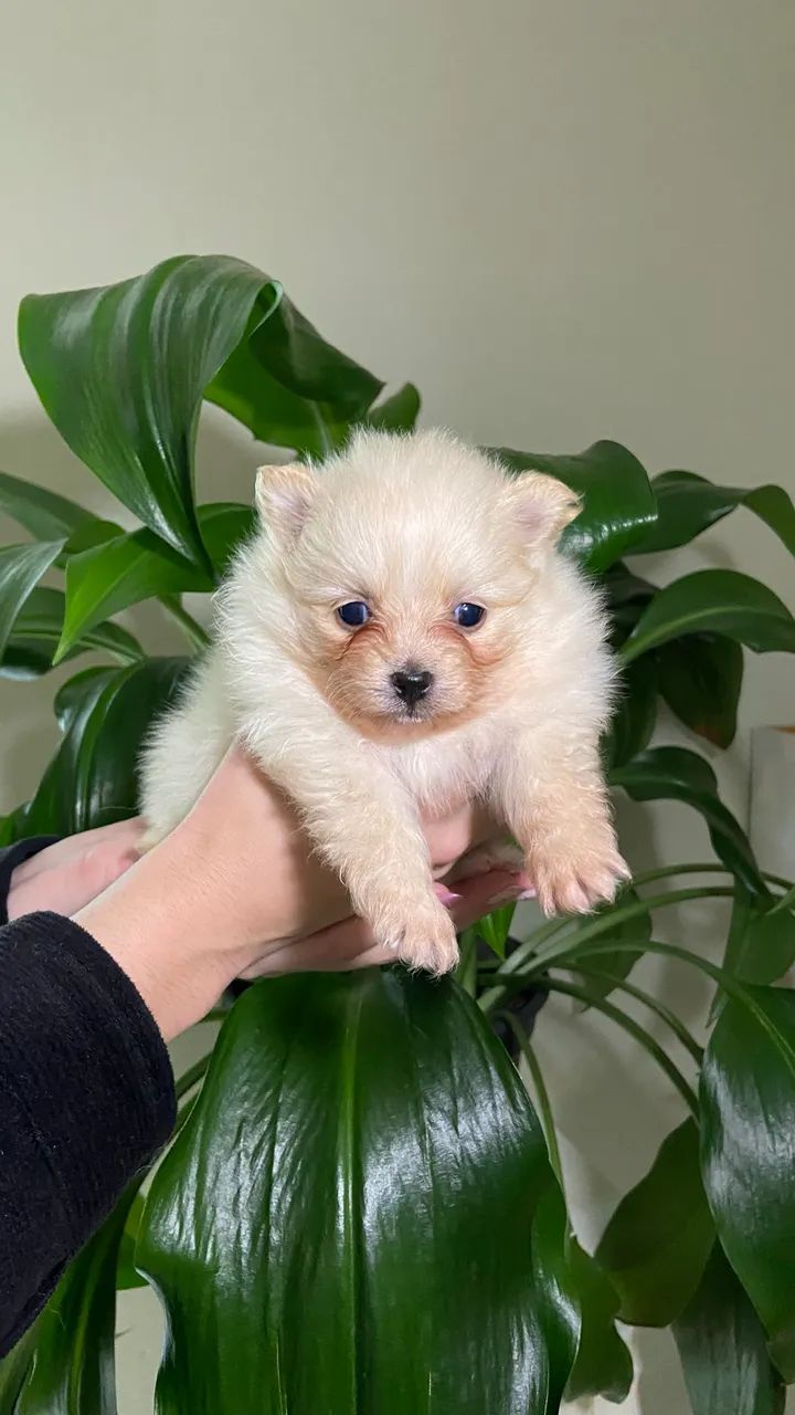 Lulu da pumerânea, spitz alemão  - Foto 4