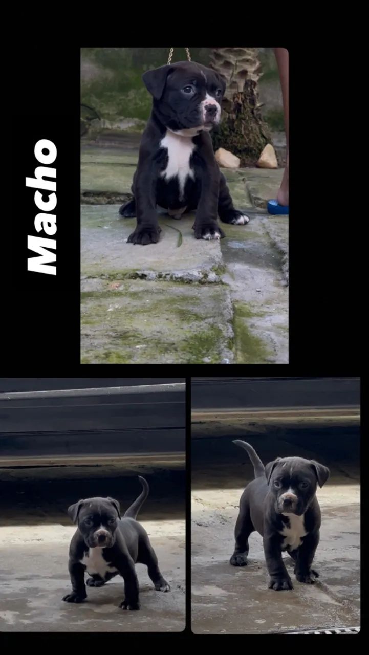 Filhotes de ?Pitbull? - Foto 2