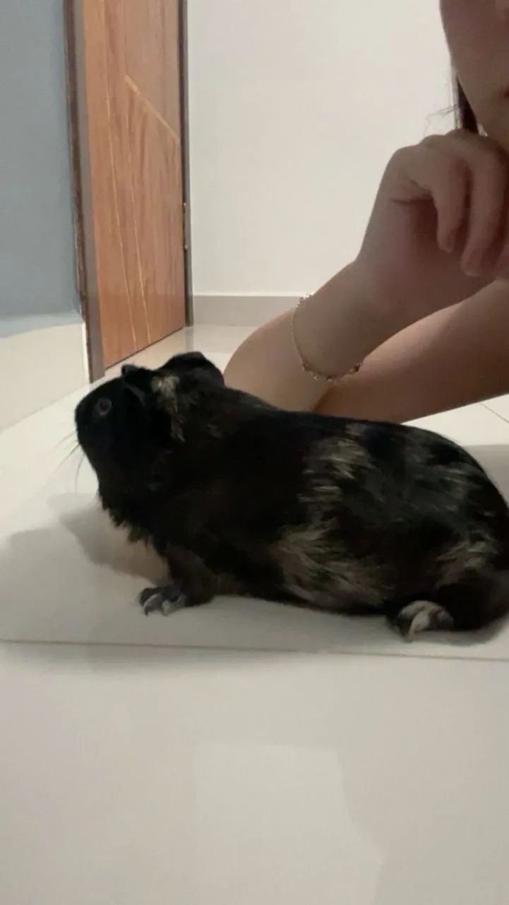 Porquinho da Índia  macho - Foto 3