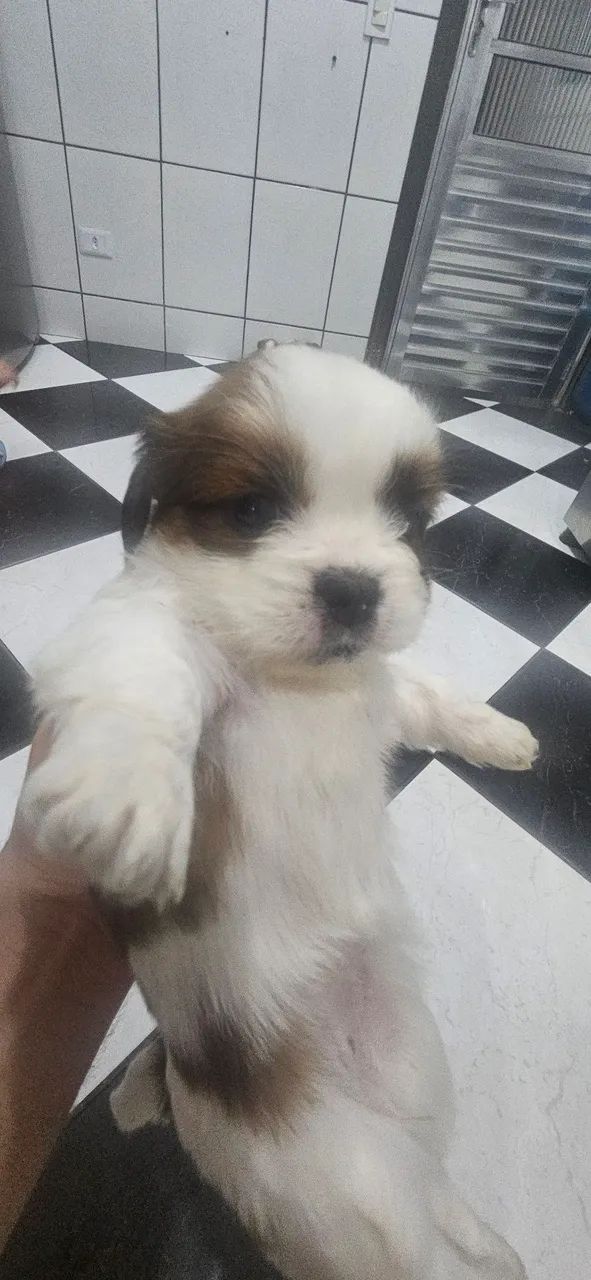 SHIH TZU FILHOTES  - Foto 2