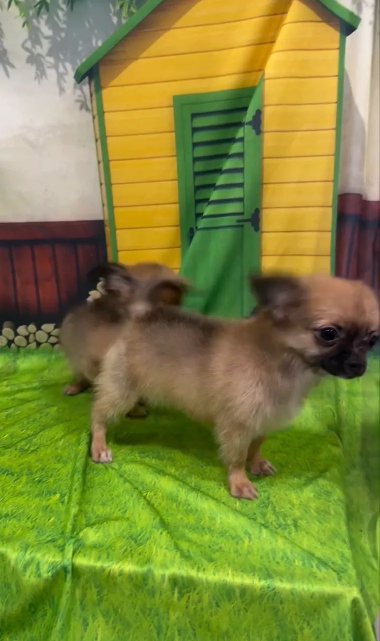 Machinho de Chihuahuas  - Foto 3