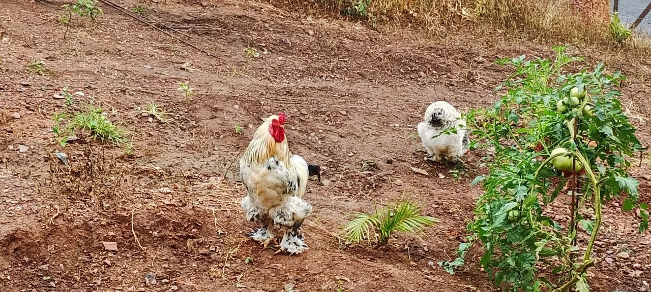 Galos raça Brahma  - Foto 3