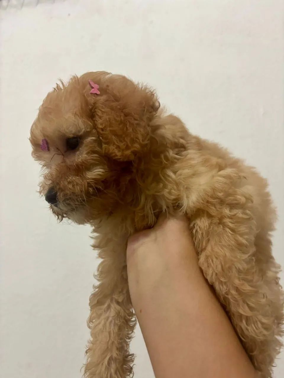 Poodle toy fêmea  - Foto 2