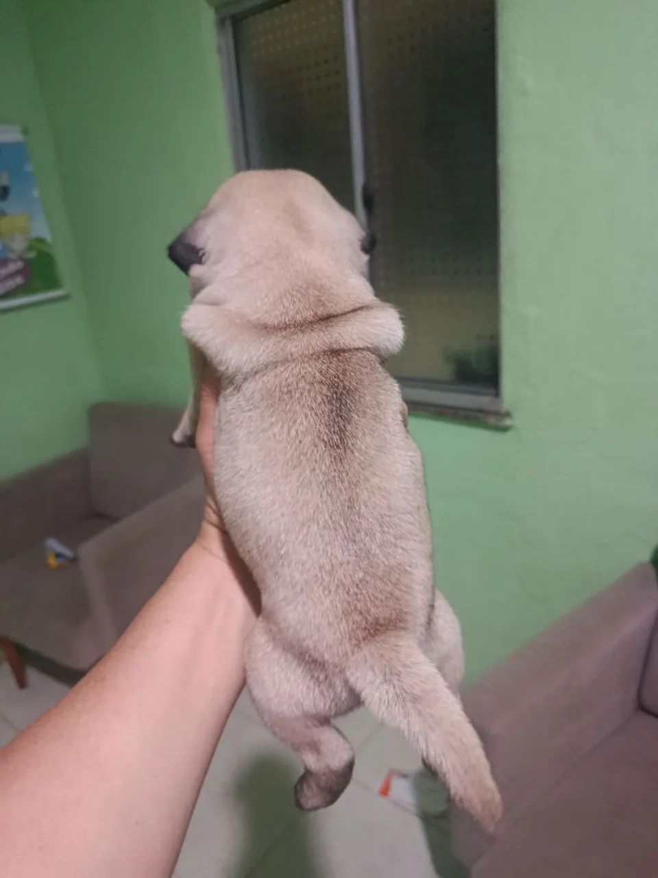 Pug fêmea  - Foto 4