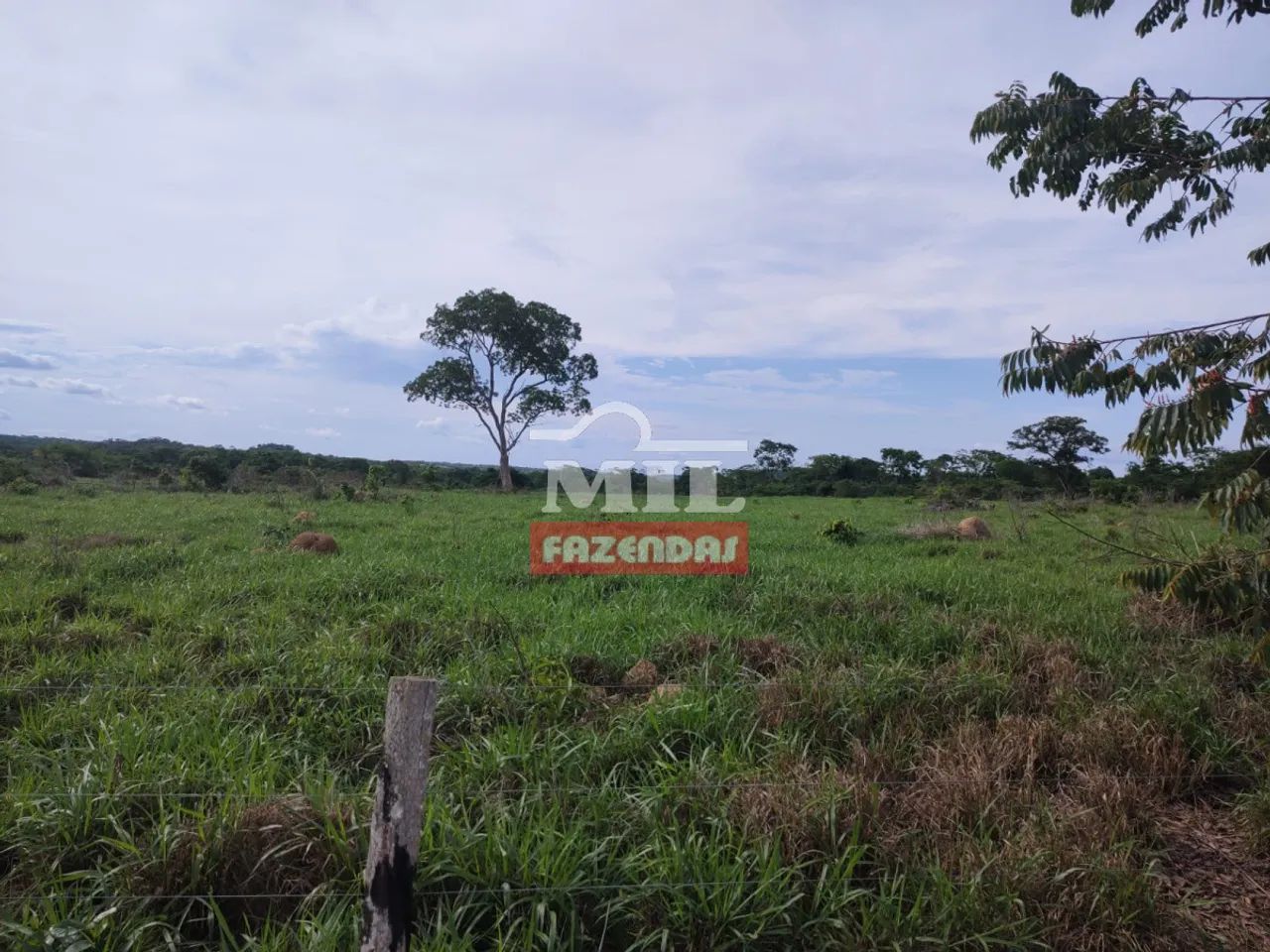 Fazenda 150 Alqueires (726 hectares) Aliança - TO