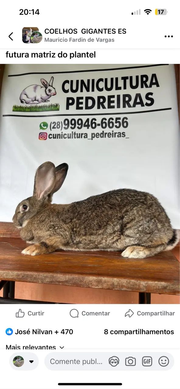 Coelhos gigantes 