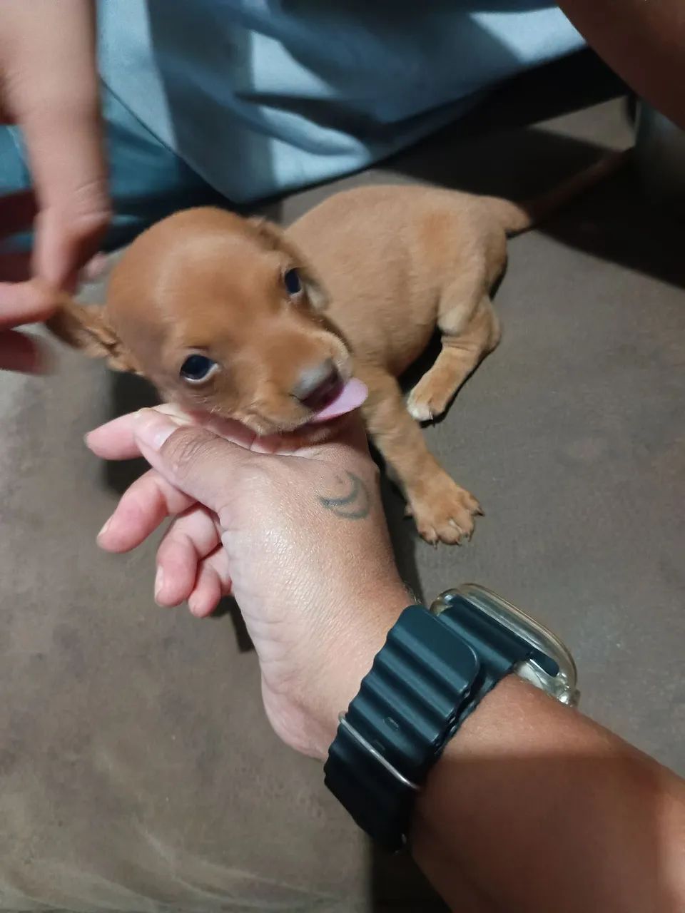 Dachshund - Foto 4