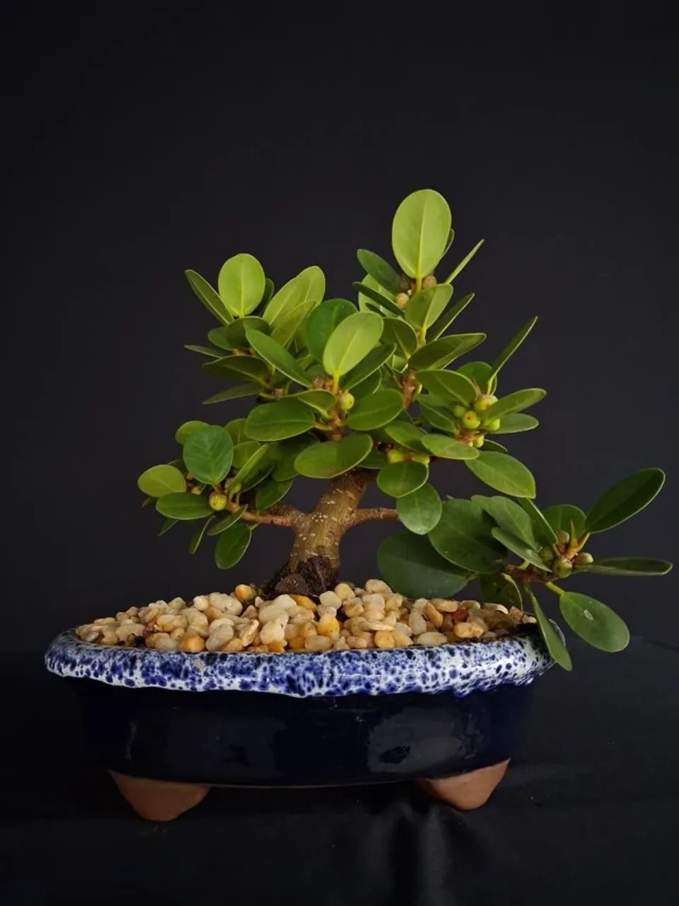 Bonsai Ficus Panda Produzindo / Vaso de Cerâmica Azul Lava