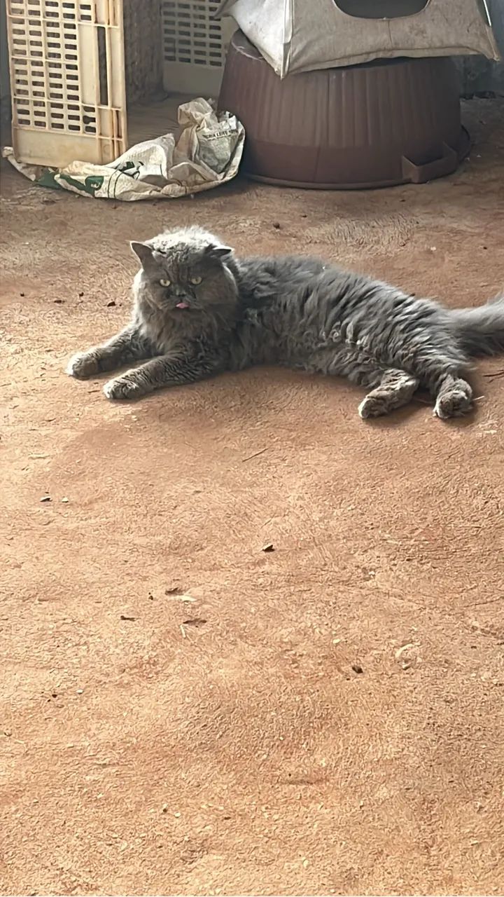 Gatos 