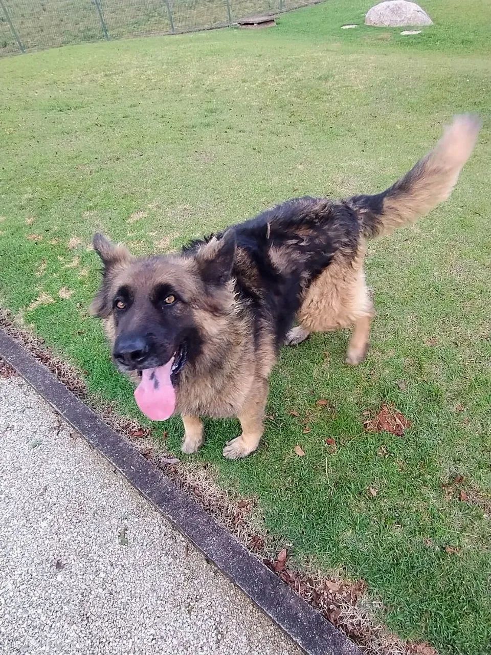 Doa-se cão  - Foto 3