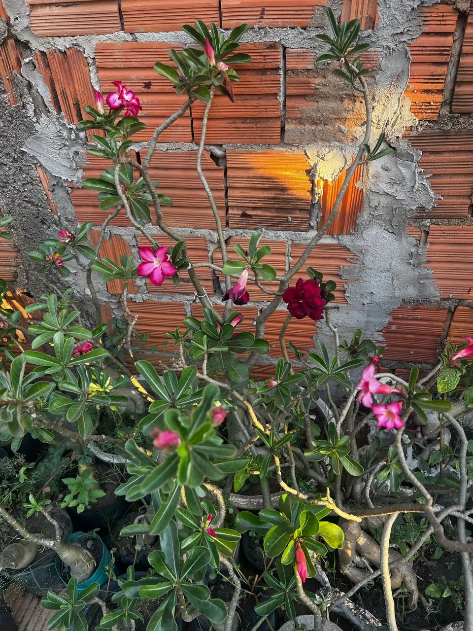 Rosas do deserto  - Foto 5