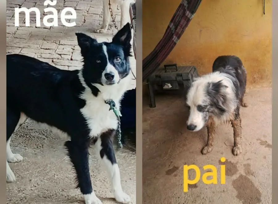 Cachorrinhos border collie