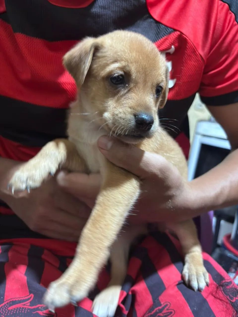 Doação de cachorros - Foto 5