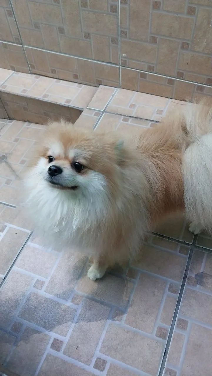 Spitz alemão  - Foto 2