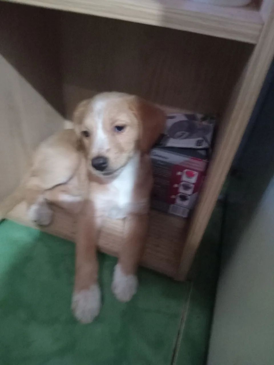 Cachorrinha