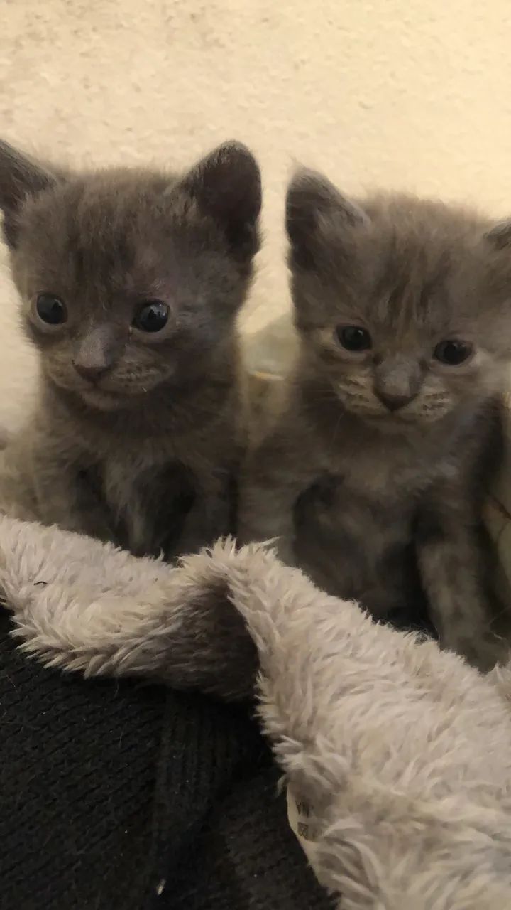 Gato de raça korat - Foto 3