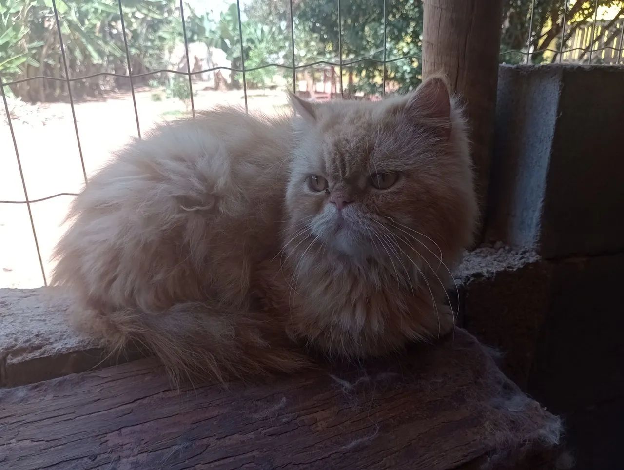 Gatos persas e Himalaios  - Foto 2