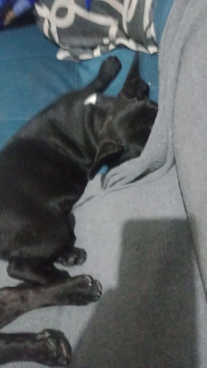 Bulldog Francês  - Foto 5