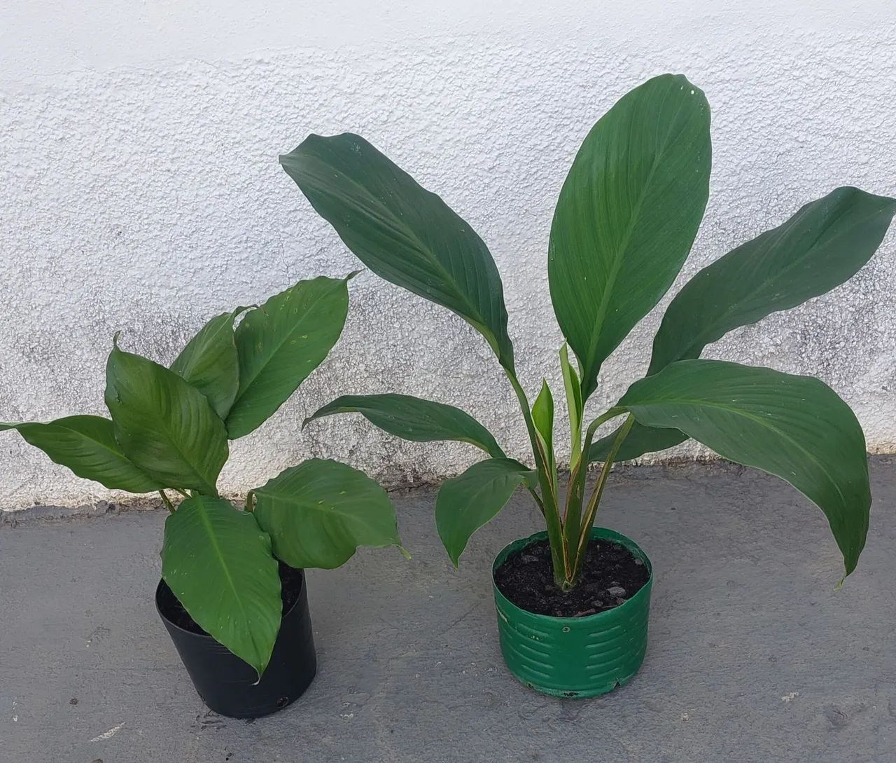 Vendo 
