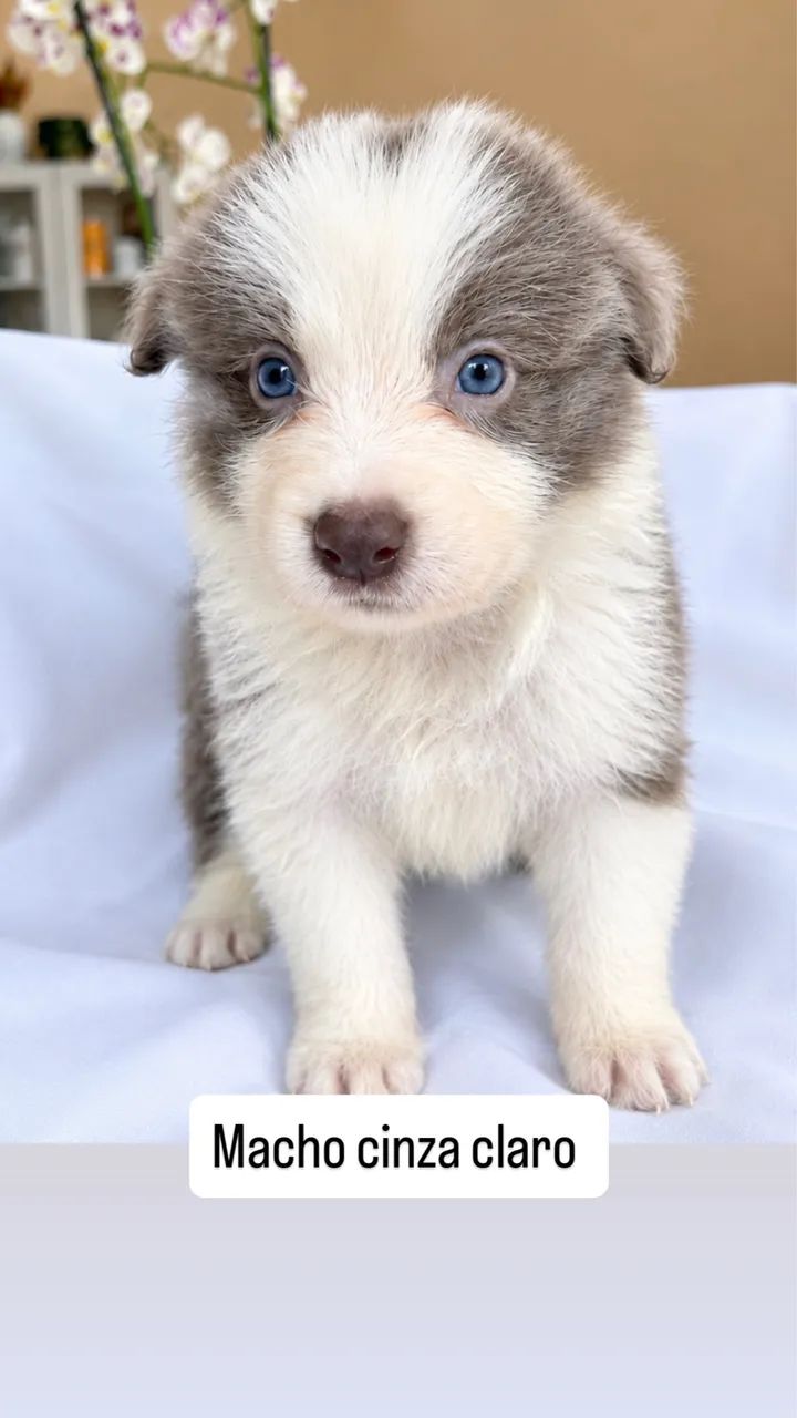 BORDE COLLIE a venda  - Foto 2