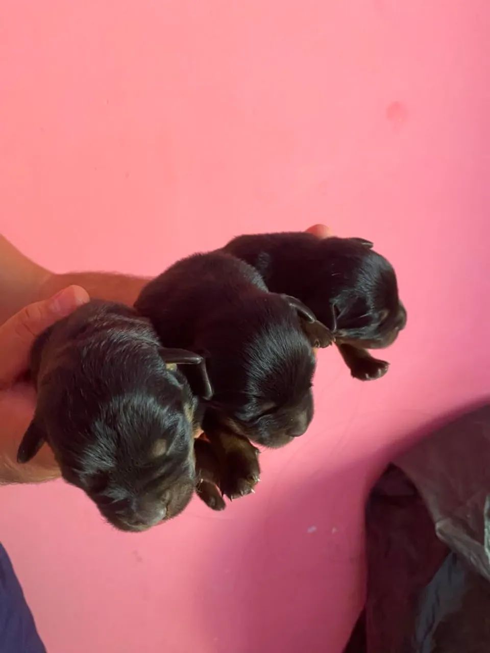 Rottweiler   - Foto 2