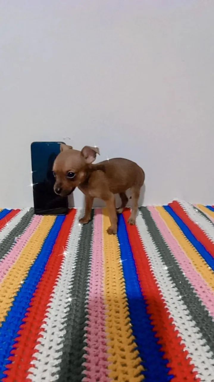 Pinscher zerinho macho  - Foto 4
